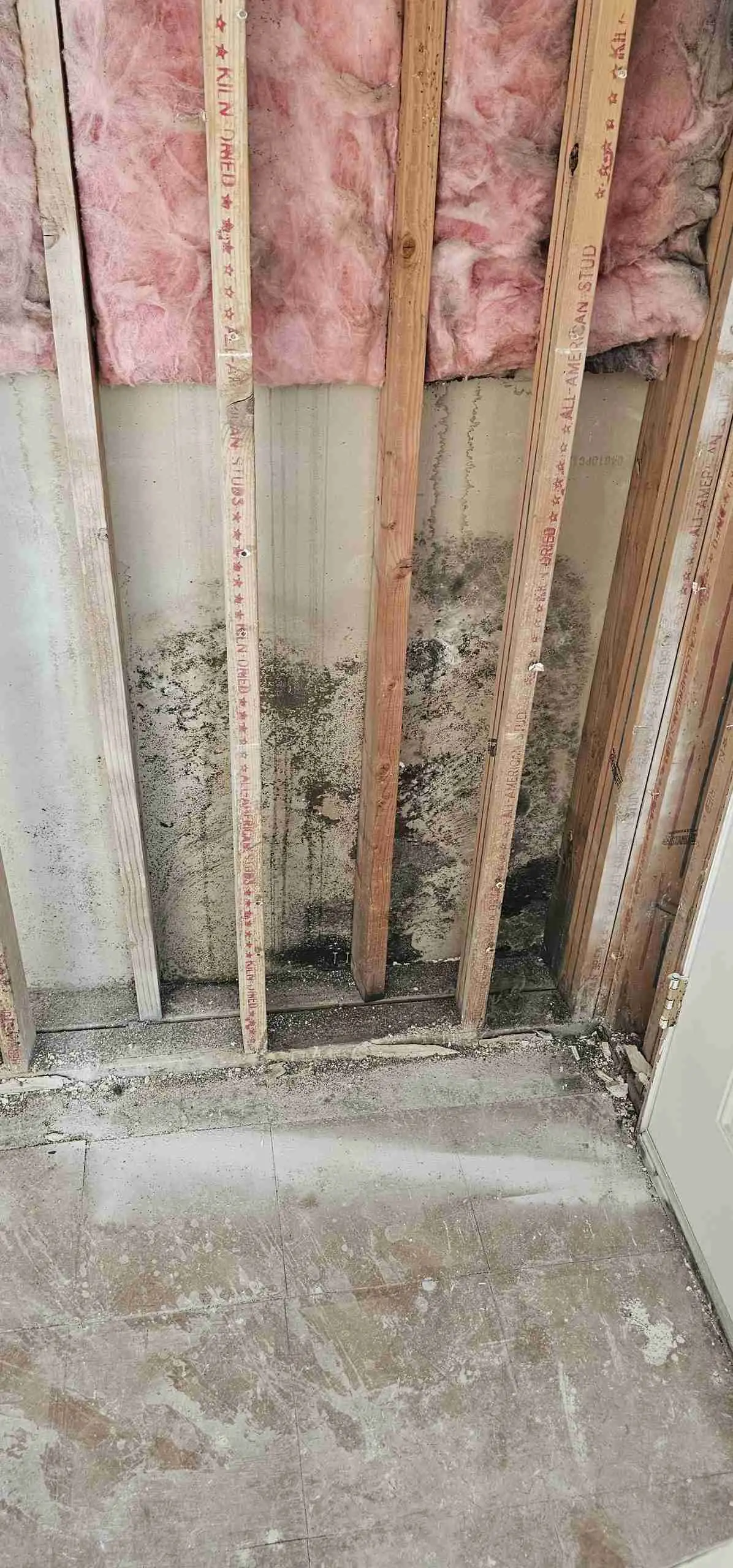 Mold growth on studs and drywall inside an opened wall cavity on a Rapid Response job